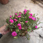 Portulaca (Japanese rose, 9 O'clock Flower, 九点花)