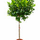 Magnolia Figo 1.5M