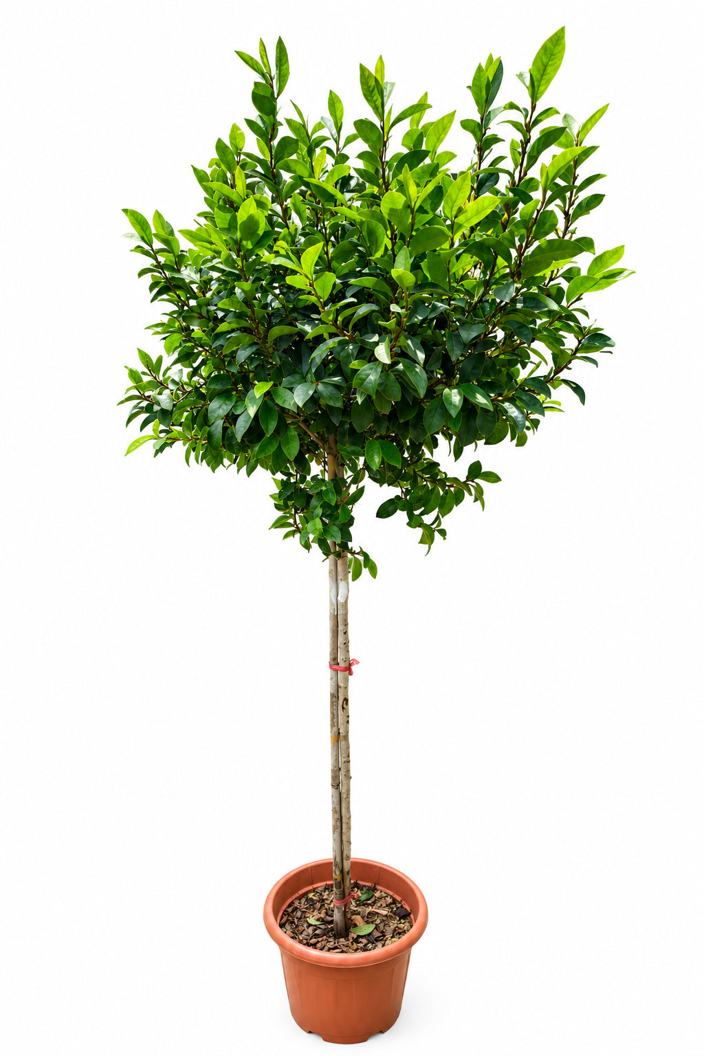 Magnolia Figo 1.5M