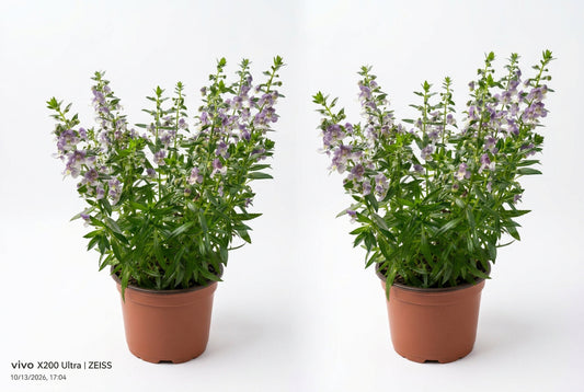 Angelonia angustifolia (Summer snapdragon) (15cm pot)