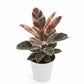 Ficus elastica