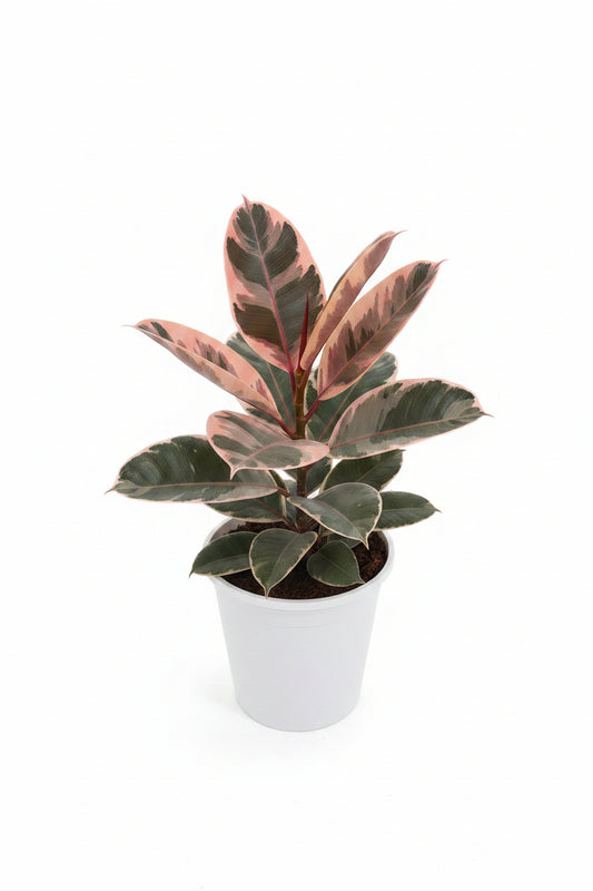 Ficus elastica