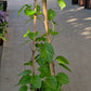 Japan Bridal Vine