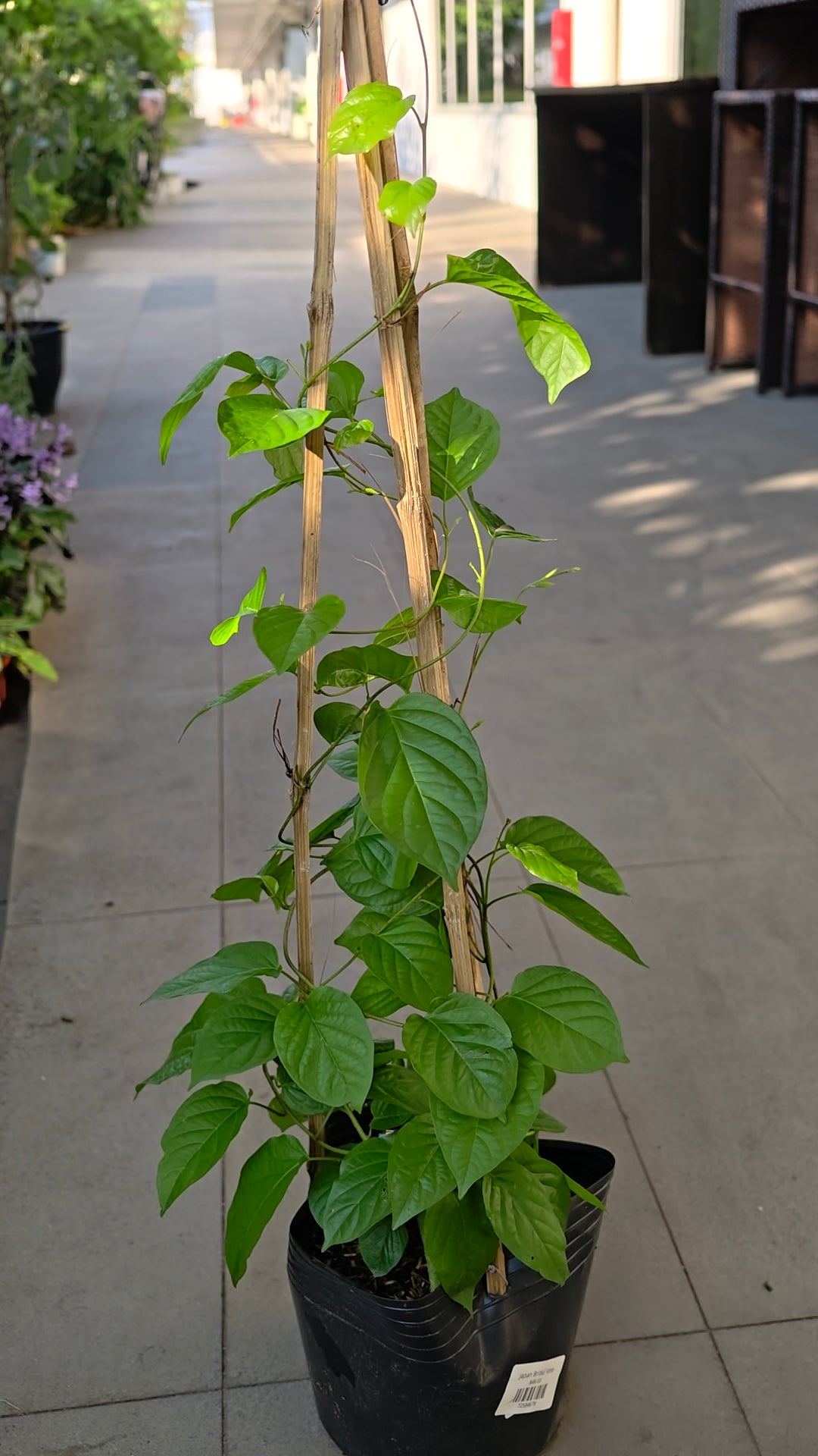 Japan Bridal Vine