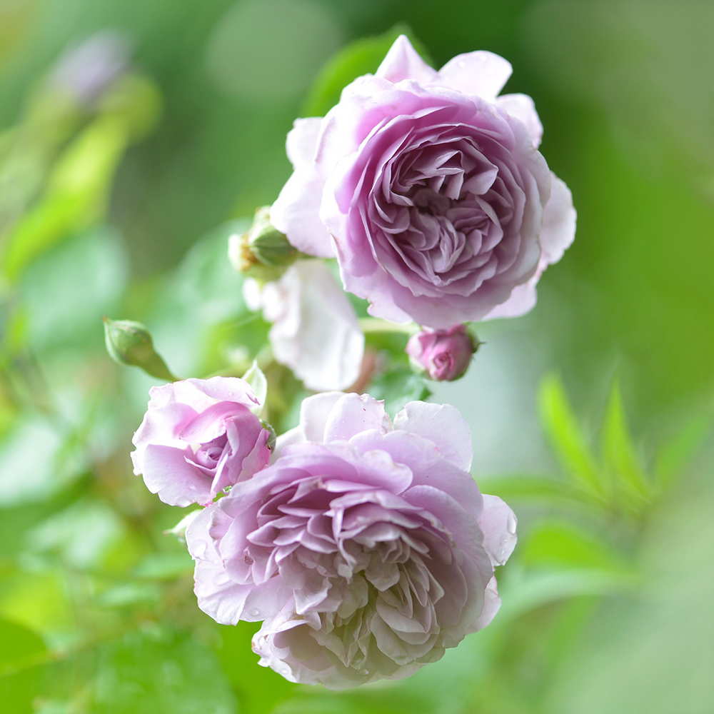 Rainy Blue Rose
