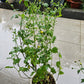 Chrysanthemum plant