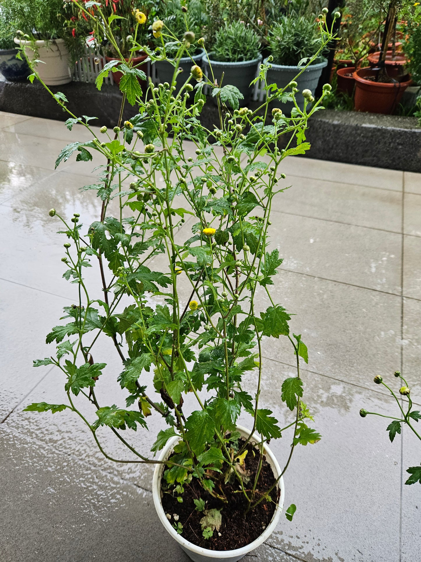 Chrysanthemum plant