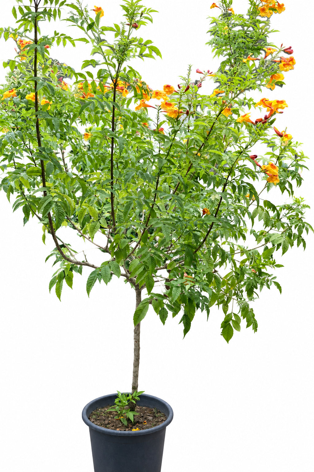 Tecoma Smithii Orange Tecoma Yellow