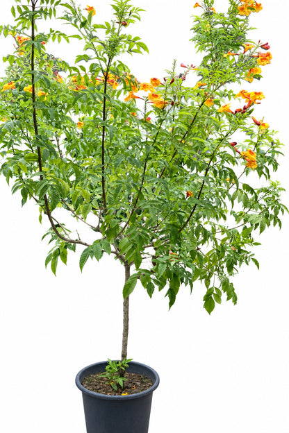 Tecoma Smithii Orange Tecoma Yellow