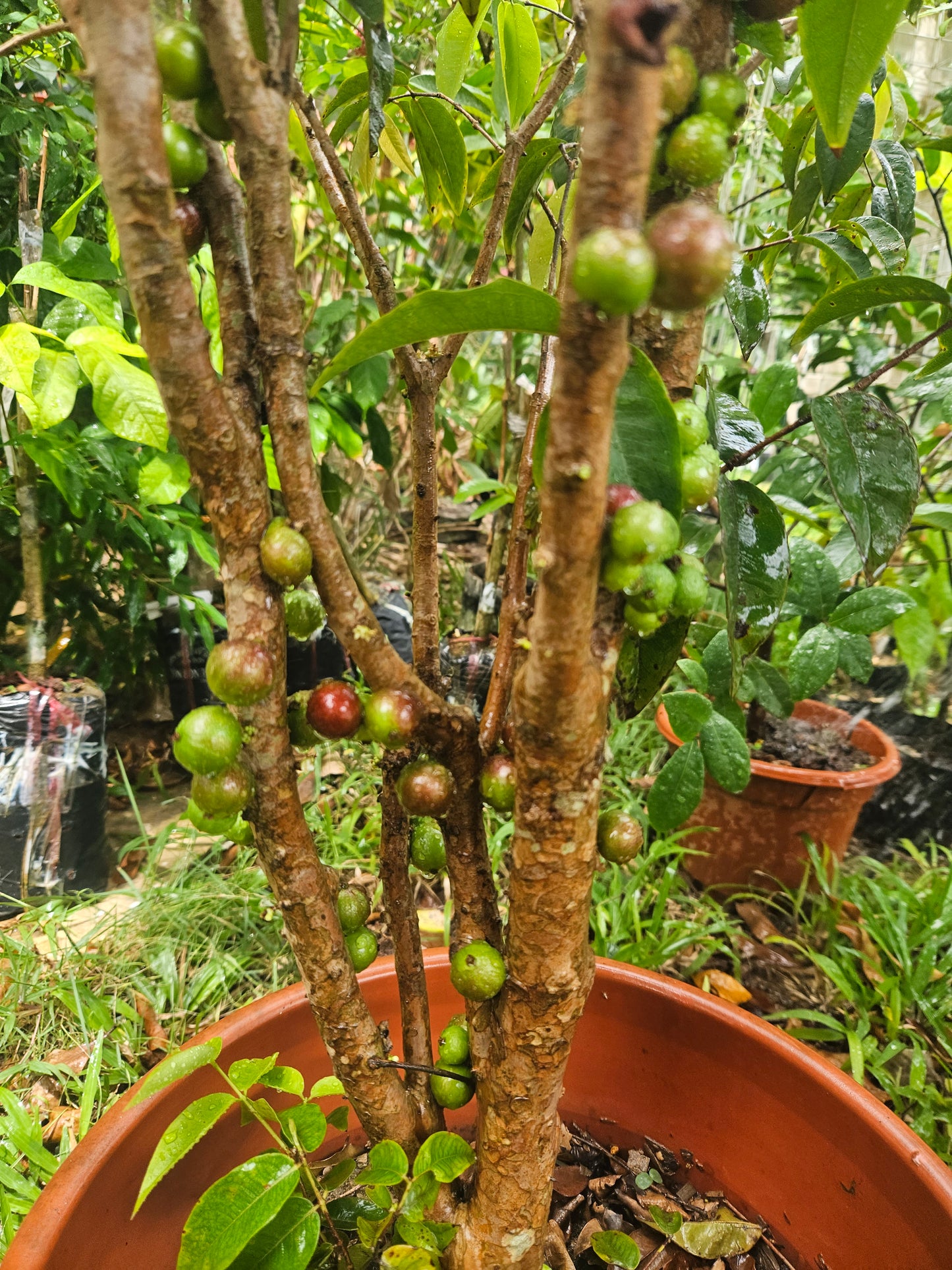 Brazilian Tree Grape