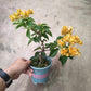 Bougainvillea