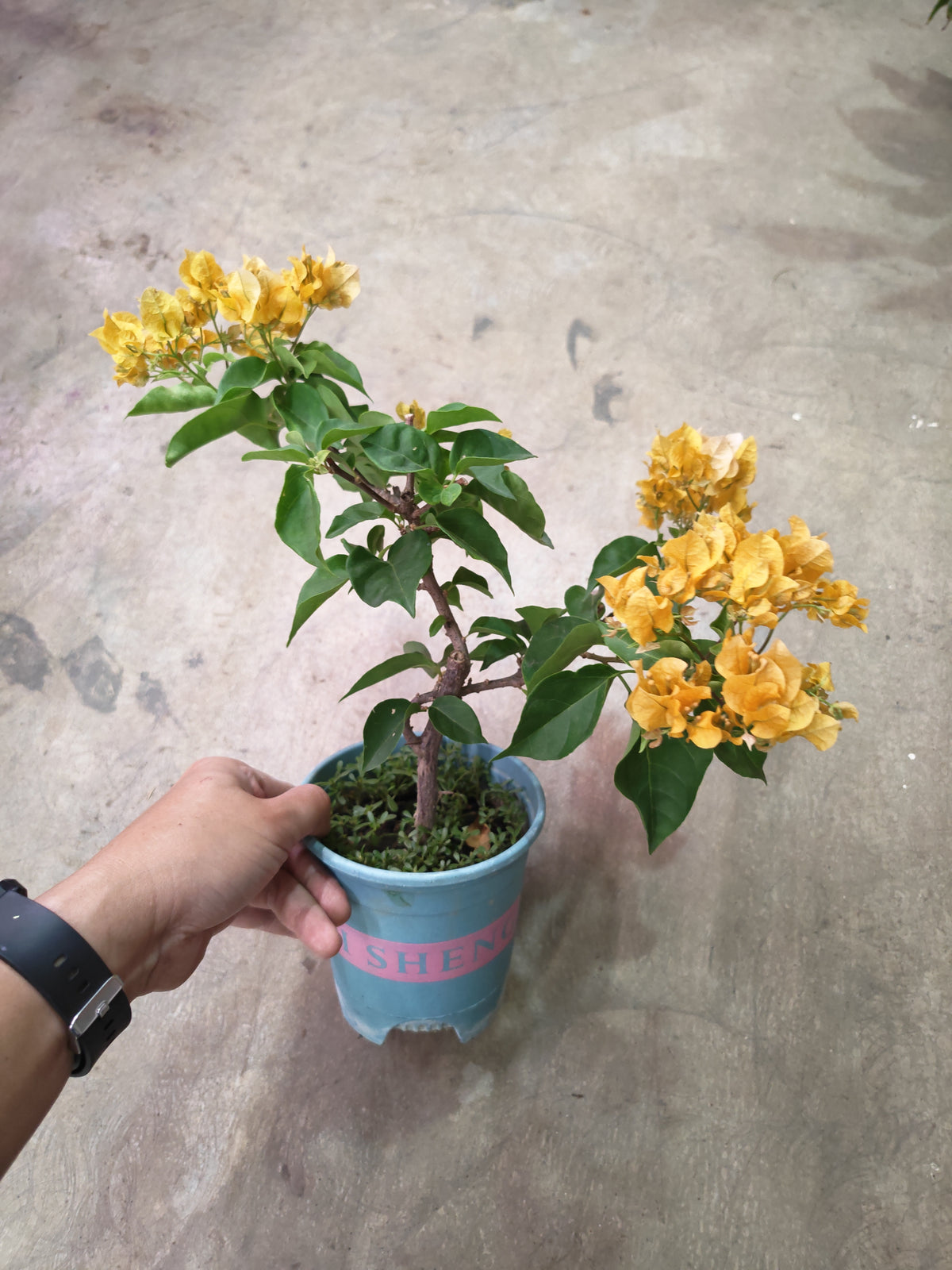 Bougainvillea