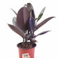 Ficus elastica