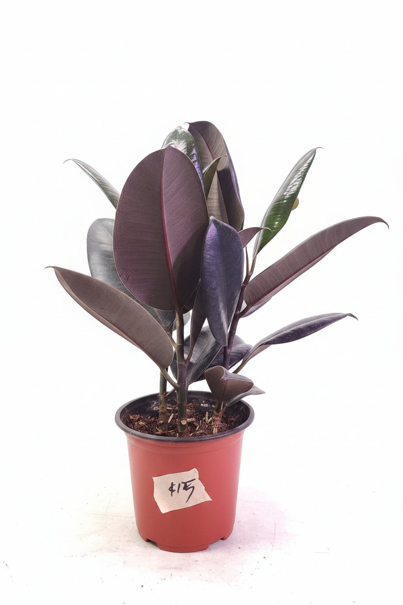 Ficus elastica