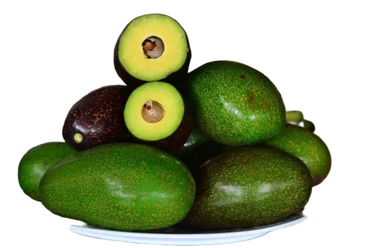 Thanh Son Dwarf Avocado
