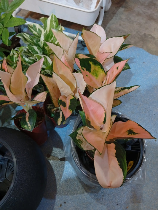 Aglaonema (Assorted)