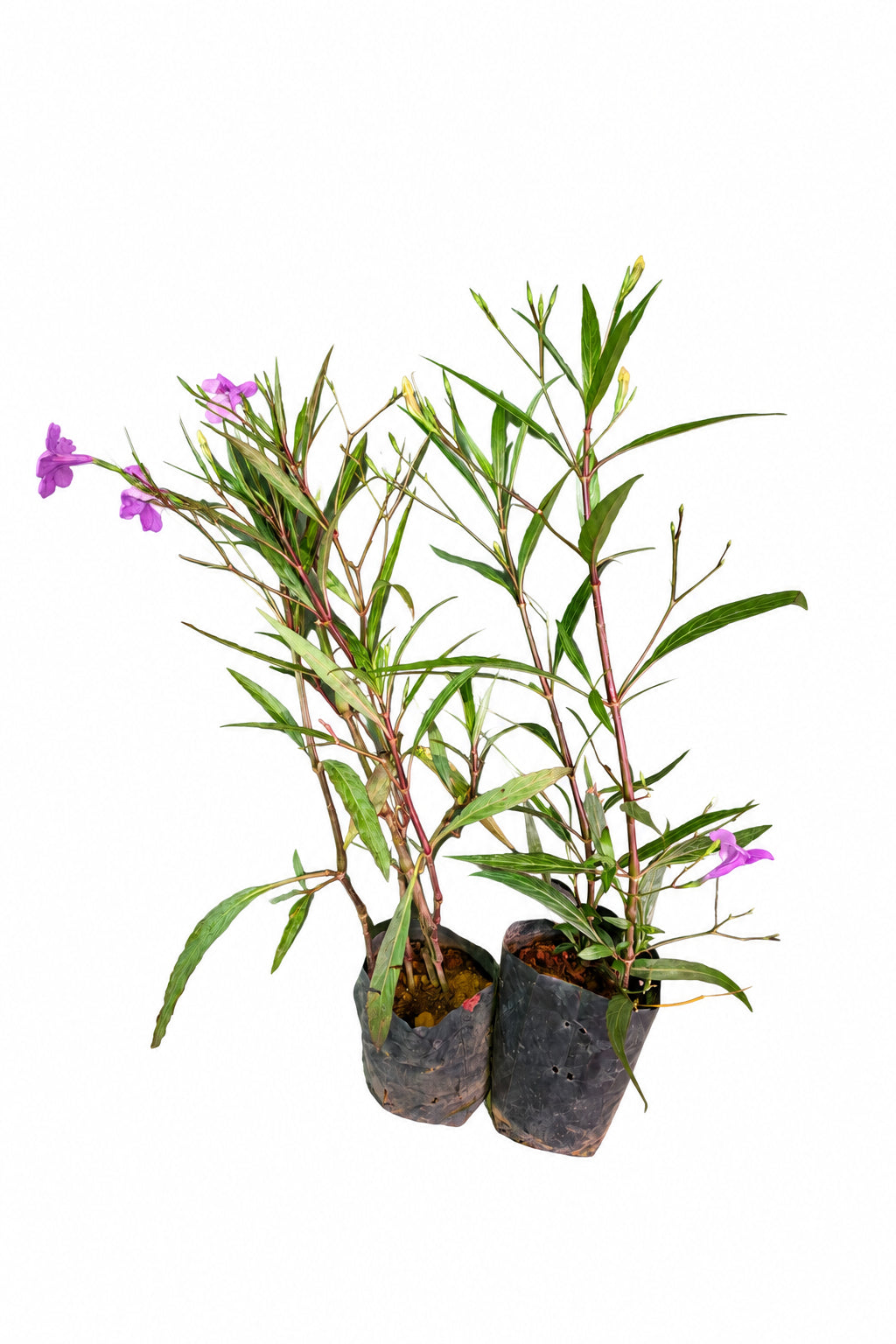 Ruellia Simplex
