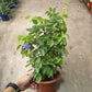 Clitoria ternatea (Blue Pea) 蝴蝶花⾖(22cm H.pot