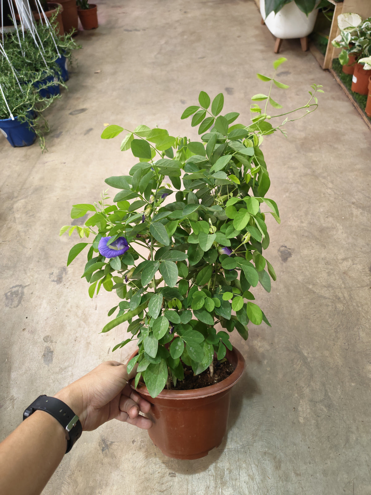 Clitoria ternatea (Blue Pea) 蝴蝶花⾖(22cm H.pot
