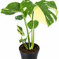 Monstera
