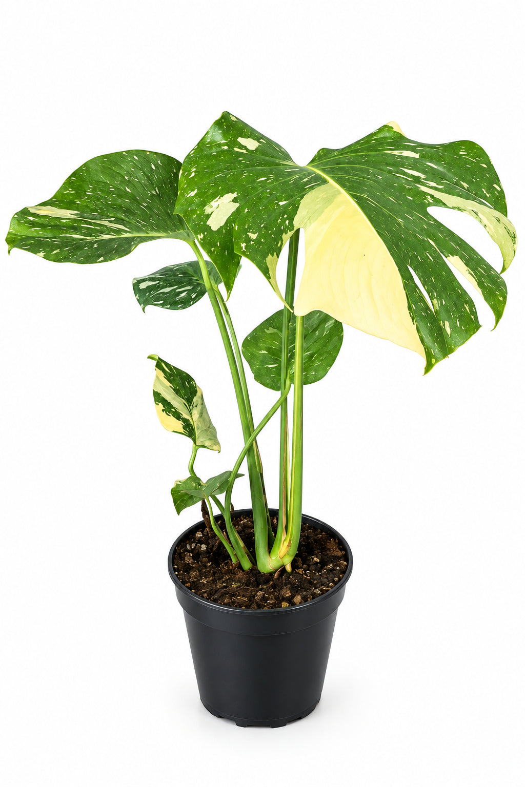 Monstera