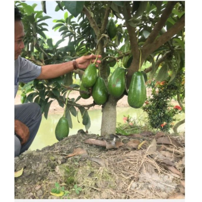 Thanh Son Dwarf Avocado