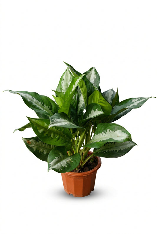 Aglaonema Diamond Bay