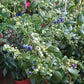 Heat Resistant Four Season Blueberry Jumbo fruit size