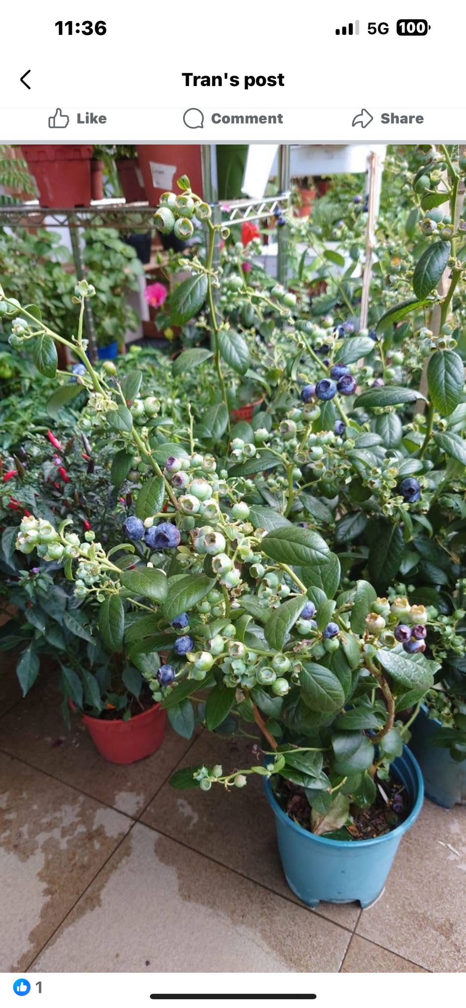 Heat Resistant Four Season Blueberry Jumbo fruit size