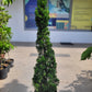 Juniper us 0.8-1m