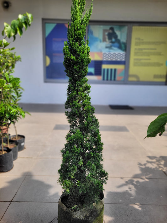 Juniper us 0.8-1m