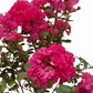 Grape Myrtle (Lagerstroemia indica)
