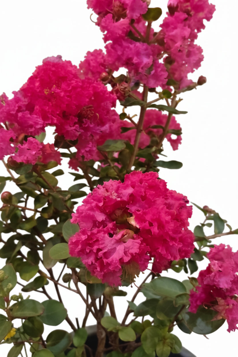 Grape Myrtle (Lagerstroemia indica)