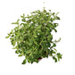 Tulasi Holy Basil