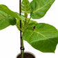 Tamarillo