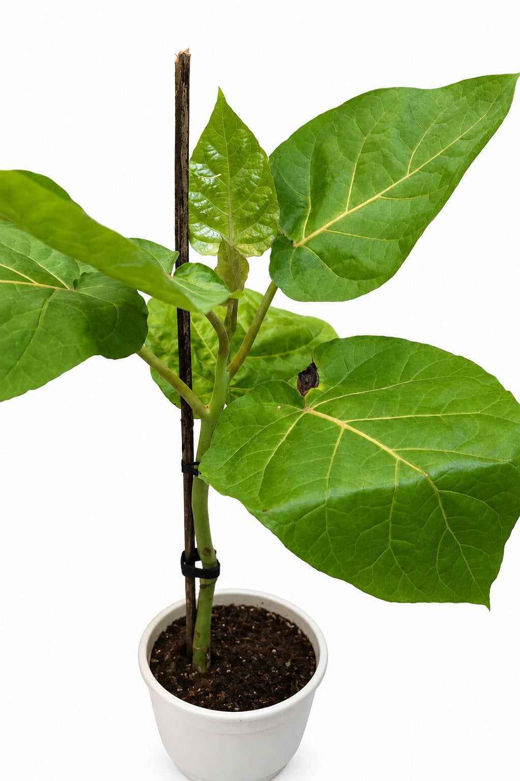 Tamarillo
