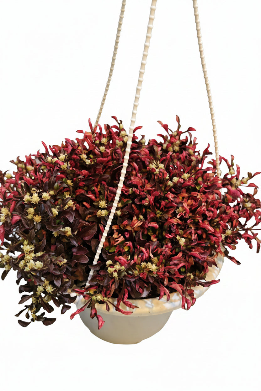 Calico plant (Alternanthera) deep red