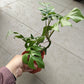 Monstera Ginny