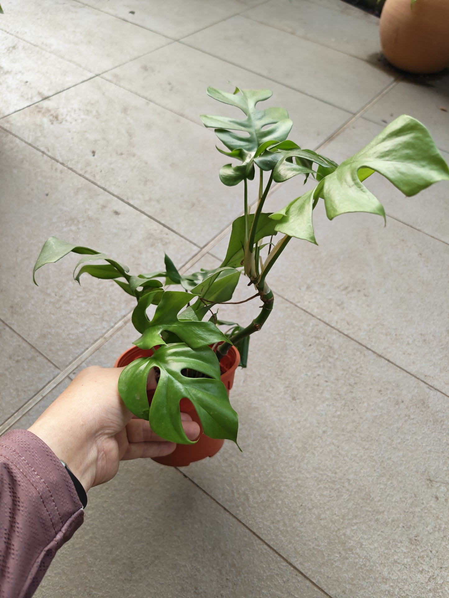 Monstera Ginny