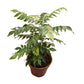 Curry Leaf Plant