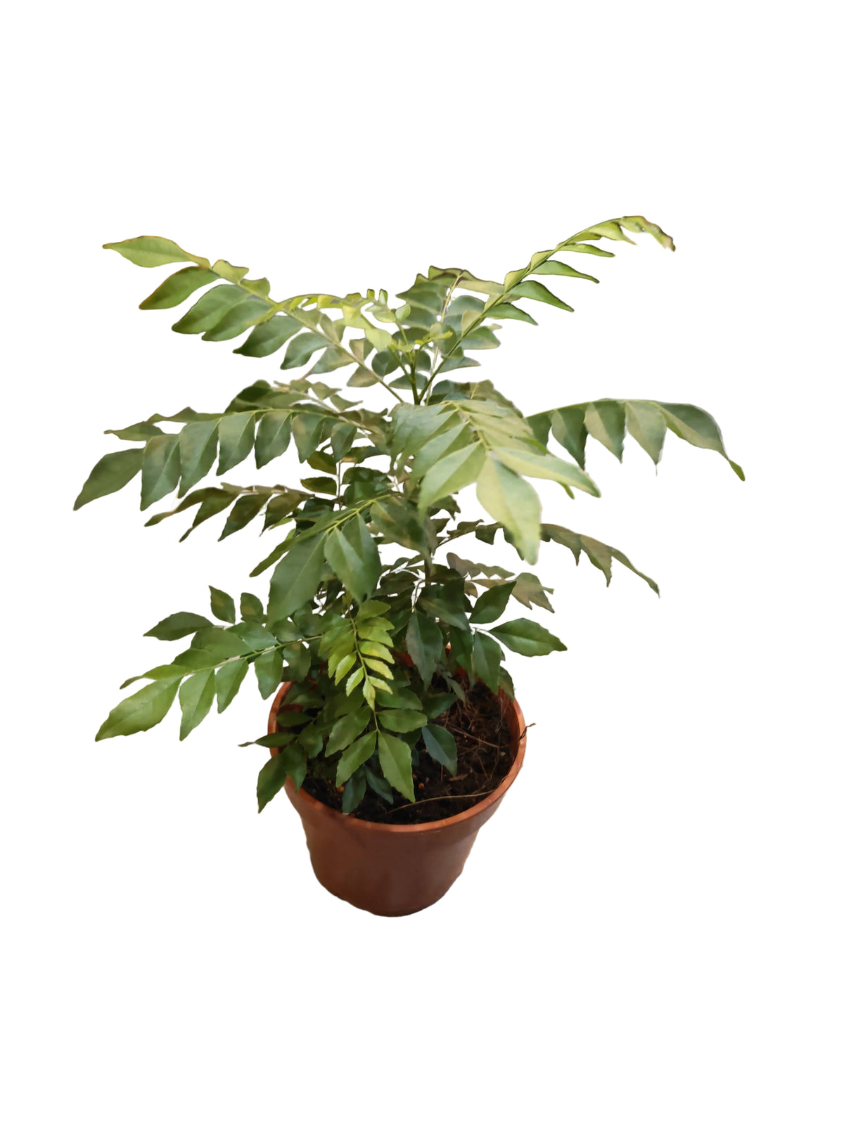 Curry Leaf Plant