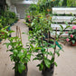 Lemon Vine