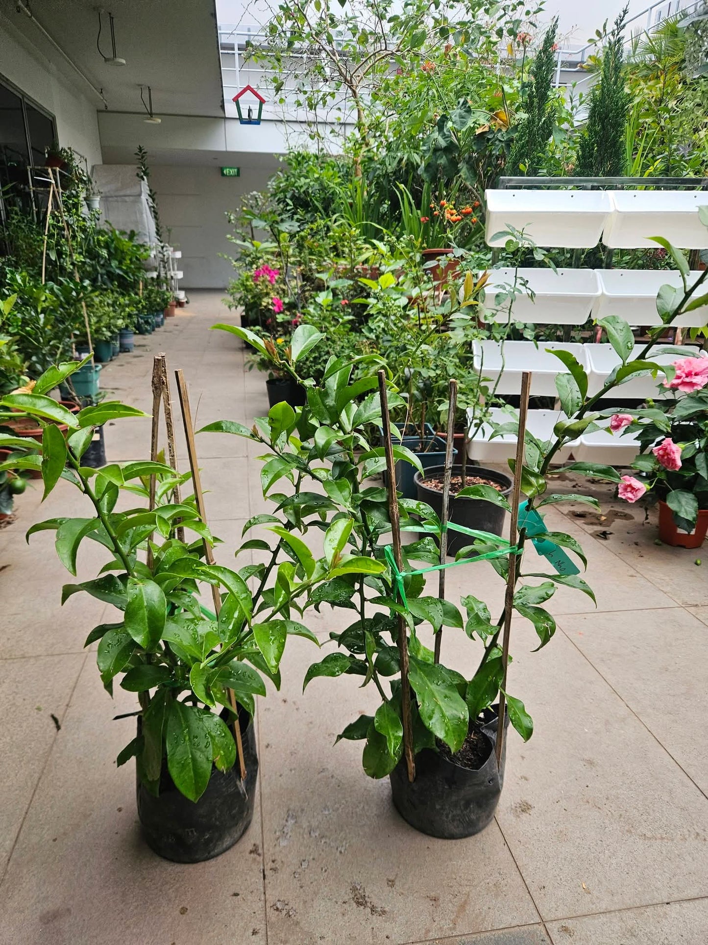 Lemon Vine