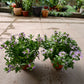 Scaevola aemula Fan Flower