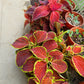Coleus