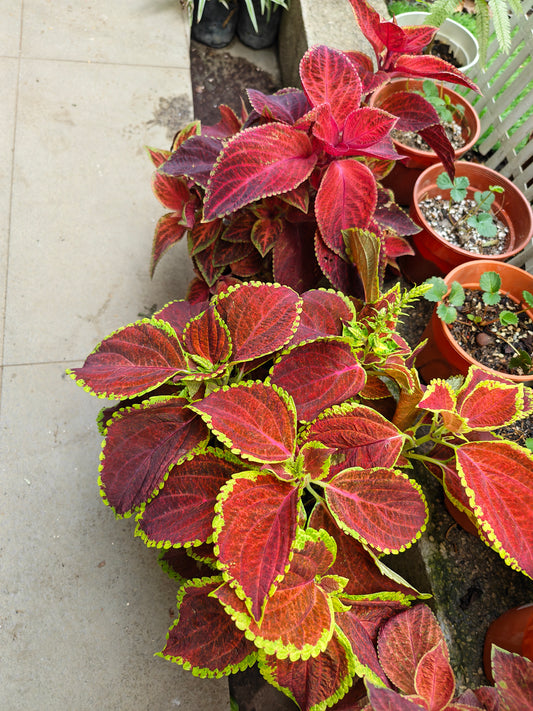 Coleus
