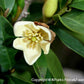 Magnolia Figo 1.5M