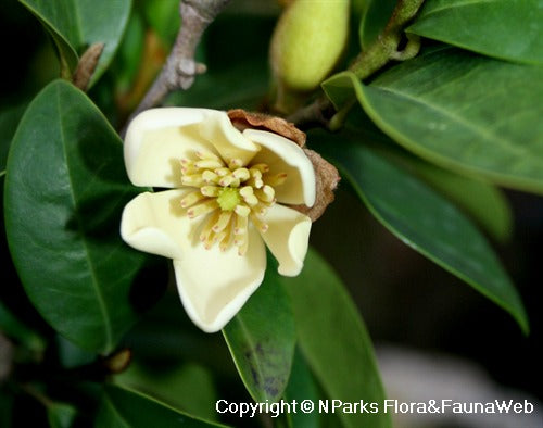 Magnolia Figo 1.5M