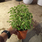 Tulasi Holy Basil