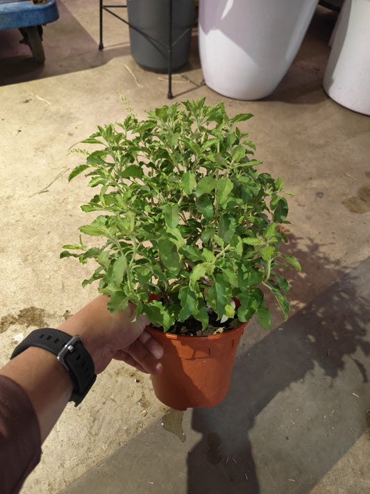 Tulasi Holy Basil